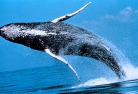 Humpback-whales-