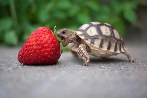 Strawberry-vs-turtle-59184
